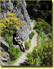 Ginster nahe dem Pico do Gato